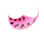 Kalentin Pestañas En Banda Fantasía Hollywood